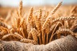 Warm golden image of ripe wheat sheaves bundled in a rustic burlap sack, symbolizing harvest