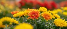 A Bunch Of Yellow And Orange Flowers Are Growing In A Garden . High Quality