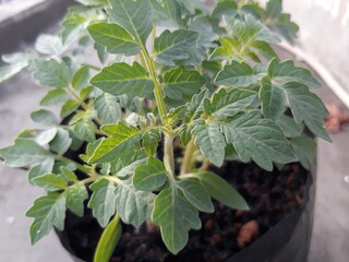 Tomato tree in a small polybag