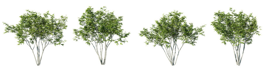 Wall Mural - Amelanchier tree on transparent background.3d rendering PNG