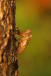 Molting cicada 4