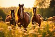 Horses grazing in a beautiful sunny meadow. horses are grazing in a field with the sun set, Ai generated