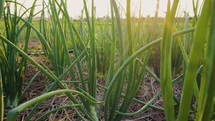 Wall Mural - close up red onions plant growing on the vegetable garden in evening with sun shines, Crane shot