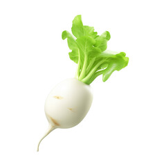 Wall Mural - white radish isolated on transparent or white background, png