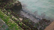 Seaweed-clad Steps In Misty Venice, Italy