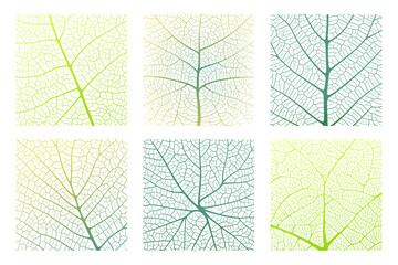 Wall Mural - leaf vein texture abstract background set with close up plant leaf cells ornament texture pattern. g