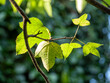 Three-lobed leaves of maple Acer buergerianum