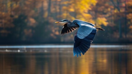 Sticker -  a bird flying over a body of water in front of trees with orange and yellow leaves on the trees in the background.