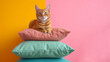 A cat on a stack of pillows, representing playful visual puzzles and playful color combinations.