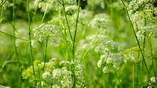 The Cow Parsley, Anthriscus Sylvestris, Is An Umbelliferous Plant. The Wild Chervil Grow In Meadow. Kupyr On A Summer Day, Close-up, Side View. White Flowers On A Green Background.	