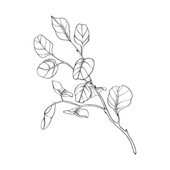 eucalyptus transparent plant branch line black graphic