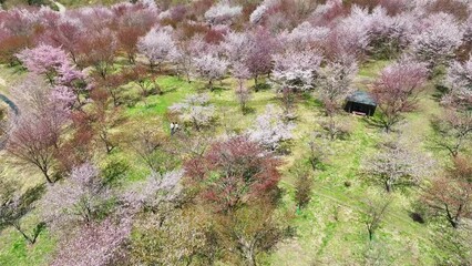 Poster - 桜の咲く庭園の絶景　空撮