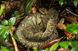 green boa constrictor snake in Masoala NP, Madagascar