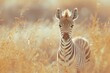baby Zebra, Professional photo, wildlife tele shot style, blur background