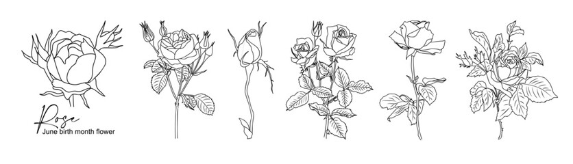 Sticker - Rose June Birth month flower line art vector illustrations set isolated on transparent background. Modern minimalist design for logo, tattoo, wall art, poster, packaging, stickers. Black ink sketch.