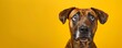 Shocked dog stands in admiration its face reflecting awe against yellow backdrop. Concept Adorable Pets, Funny Reactions, Surprised Expressions, Yellow Background, Impressed Dog
