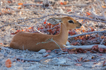 Wall Mural - steenbok (raphicerus campestris) female resting in the dry thorny thickets of etosha national park, 