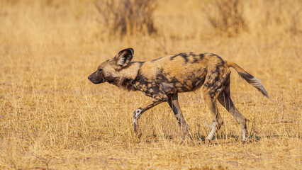 Wall Mural - african wild dog (lycaon pictus) walking on savanna in tall grass