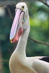 Canvas Print - Port Douglas, Queensland, Australia