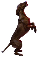 Wall Mural - Adorable, smart purebred vizsla dog standing on hind legs, following commands isolated on transparent background. Concept of domestic animals, pet friend, care, vet, health