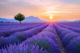 Fototapeta Lawenda - France  alpes de haute provence  valensole  lavender field at twilight