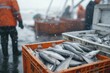 Off loading fresh caught Tuba fishes at harbor. Slight motion blur. Northern ocean fishery, fishing industry.