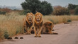 Male Lions in Kruger National Park on the road 