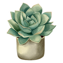 Wall Mural - Watercolor succulent plant in pot. Watercolor flower pot isolated on white.