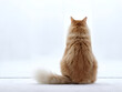 © PanArt - Ginger cat from the back on a white background