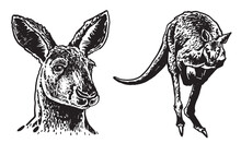 Graphical Kangaroos On White Background, Vector Illustration