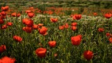 Fototapeta Kwiaty - Beautiful natural background of red poppy flowers  on the poppy field in the golden hour 