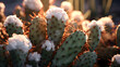 Nopal fruits or prickly pears with thorns in a composition for a retro desert background,,
Cactus texture closeup nopales pequenos
