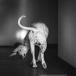 Black and white shot of a hound (porcelaine or chien de franche comte) having fun indoors taken from behind 