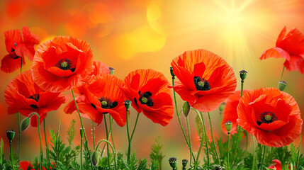 Wall Mural - Close-up of beautiful red poppies blooming on a field. Copy space.
