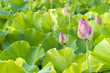 Pink lotus buds amongst fresh green lotus leaves in pond