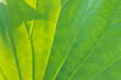Close-up fresh green leaf background with details of leaf vein line