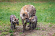 spotted hyena with her cubs