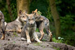 3 gray wolf pups