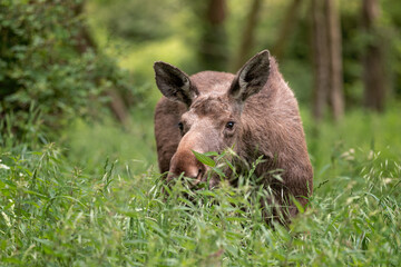 Poster - young moose