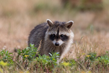 Sticker - baby raccoon