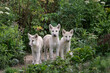 white wolf puppies