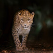 Sri Lankan leopard coming into the light