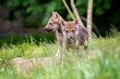 gray wolf puppies