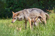 gray wolf feeding her pups