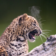 Poster - baby sri lanka leopard