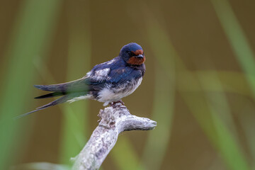 Sticker - barn swallow singing 