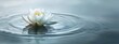 A serene and minimalist scene capturing a single lotus flower floating gracefully on the surface of tranquil, still water. The scene exudes a sense of peace and meditation, with the gentle ripples aro