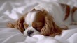 © Andrei - Charming dog sound asleep on white bed, cocooned in cozy blanket, with room for text
