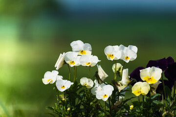 Wall Mural - Pansies at springtime on blurred background, cute little flower, viola