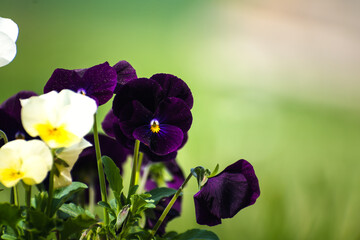 Wall Mural - Pansies at springtime on blurred background, cute little flower, viola